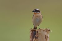 Whinchat 1